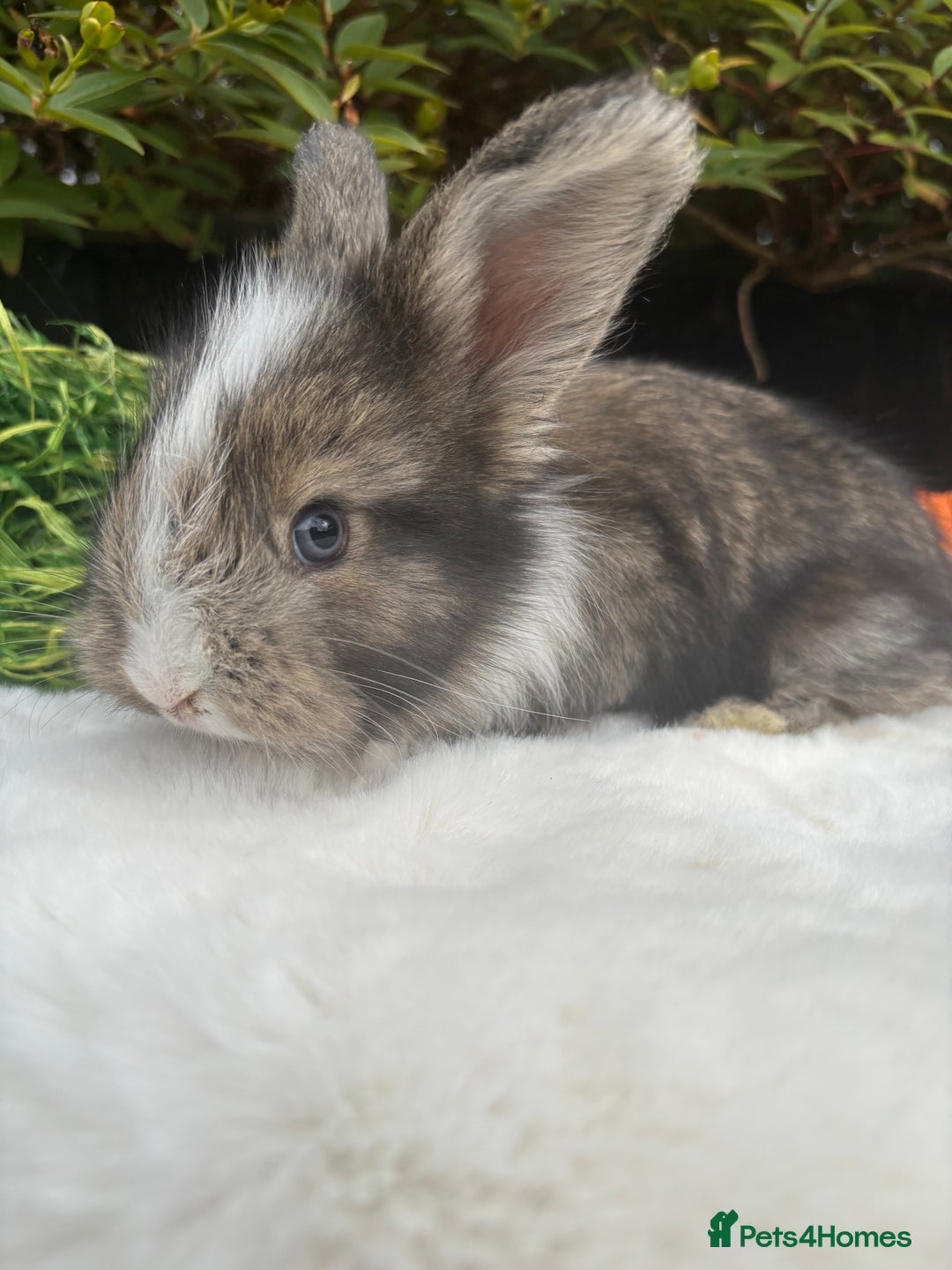 Angora rabbits for sale: Angora bunnies. 20.07.25 8 weeks old   - Image 6
