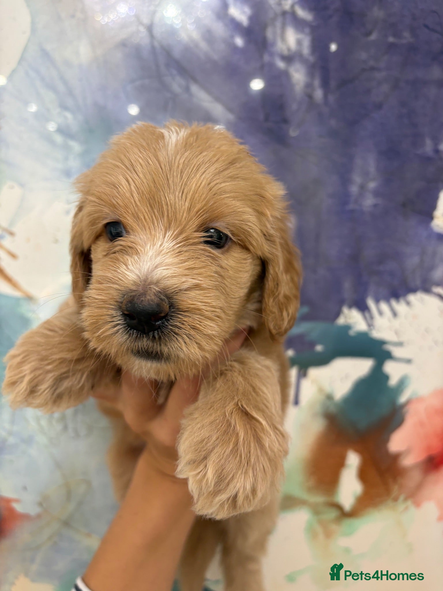 Goldendoodle dogs Multigenerational Goldendoodle Girl Licensed - Advert 10