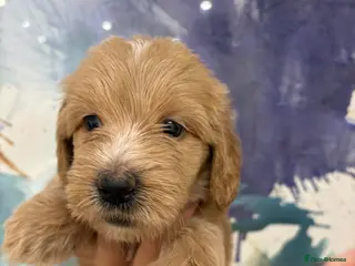 Goldendoodle dogs Multigenerational Goldendoodle Girl Licensed - Advert 10