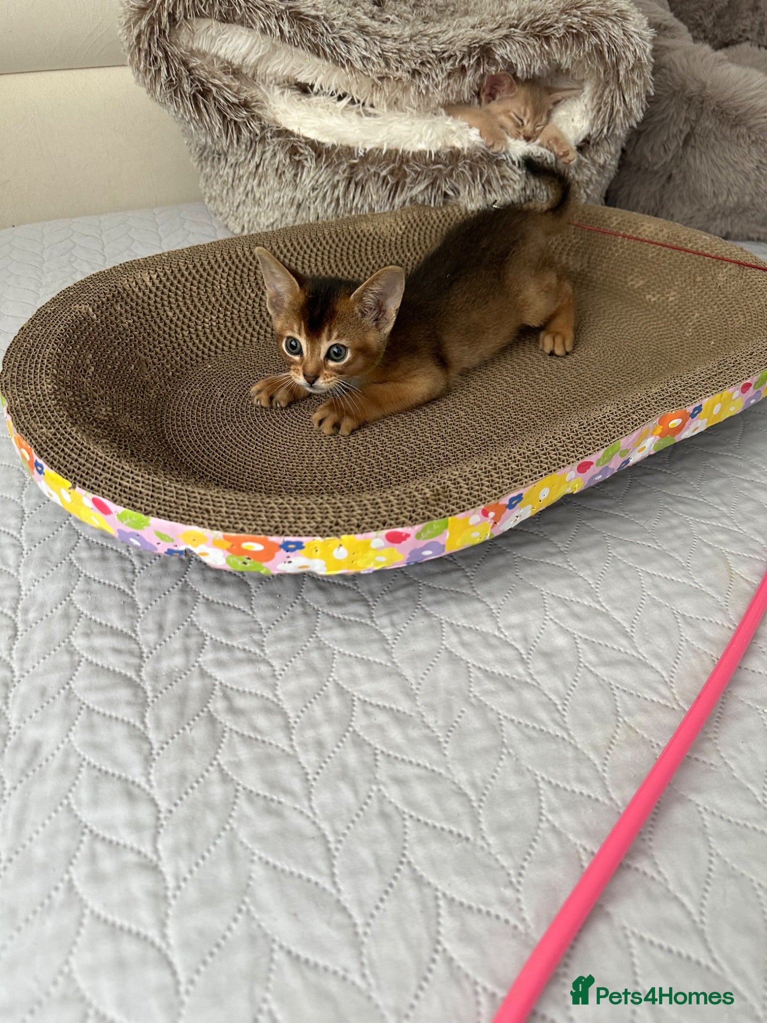 Abyssinian cats for sale: Abyssinian kittens  - Advert 2