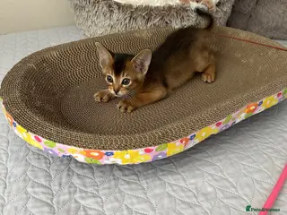 Abyssinian cats for sale: Abyssinian kittens - Advert 2