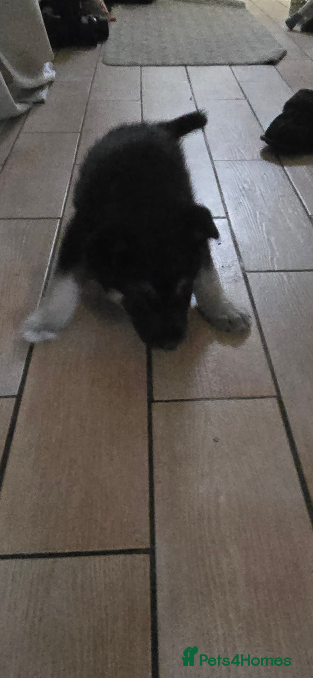 Siberian Husky dogs for sale: Husky pups - Advert 7