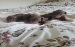 Miniature Dachshund dogs for sale: Miniature Dachshund puppies  in Bathgate - Image 5