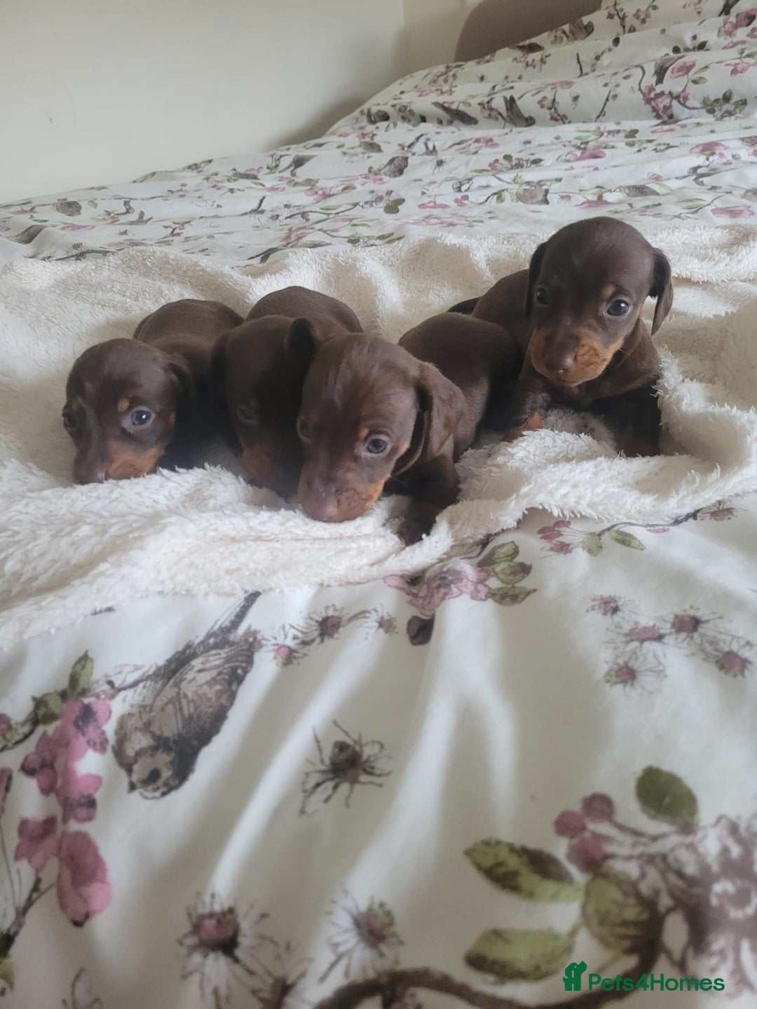Miniature Dachshund dogs for sale: Miniature Dachshund puppies  in Bathgate - Image 5