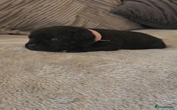 Staffordshire Bull Terrier dogs for sale:  STAFFORDSHIRE BULL TERRIERS PUPS  - Image 3