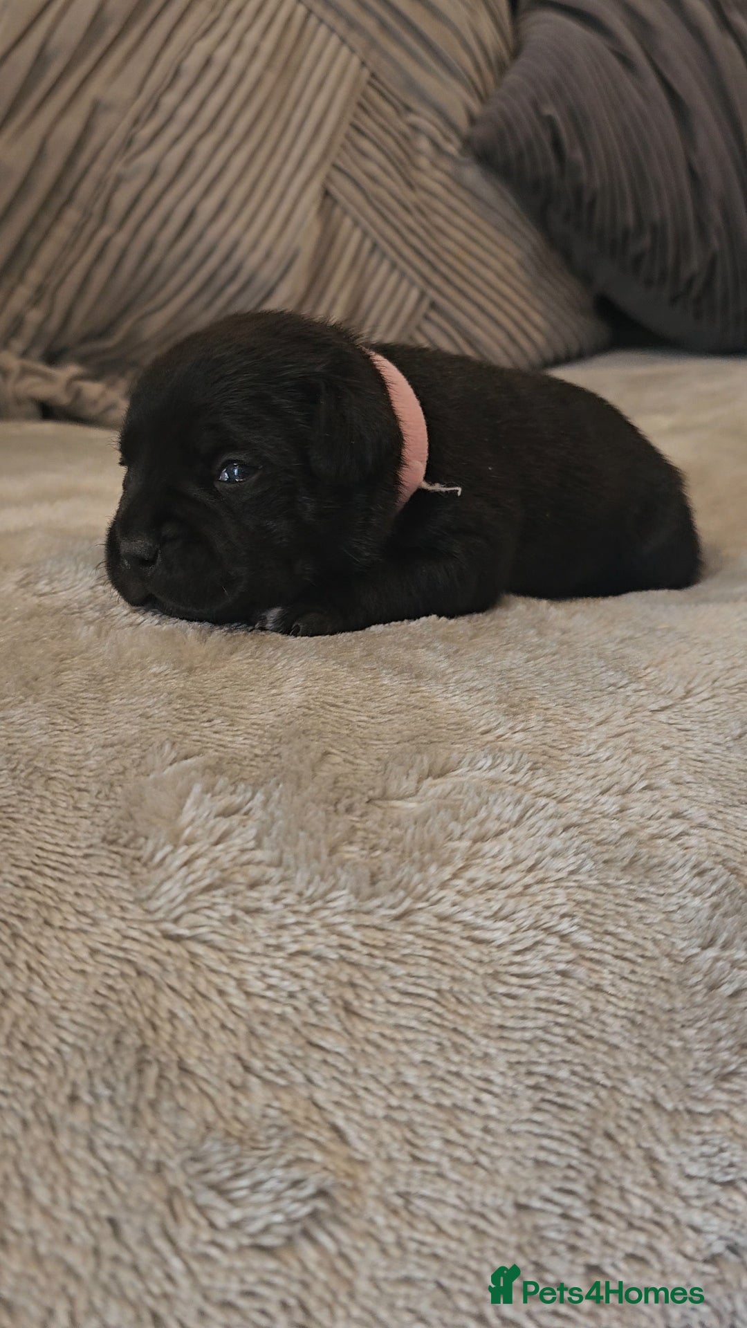 Staffordshire Bull Terrier dogs for sale:  STAFFORDSHIRE BULL TERRIERS PUPS  - Image 3