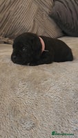 Staffordshire Bull Terrier dogs - Advert 28