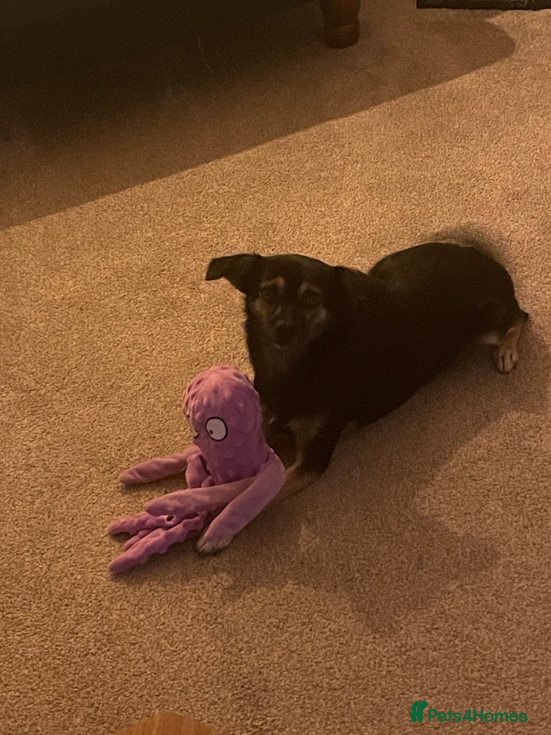 Mixed Breed dogs for sale: Penny the Crossbreed - Image 2
