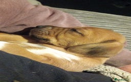 Mixed Breed dogs for sale: Bold Brave pups - Advert 6