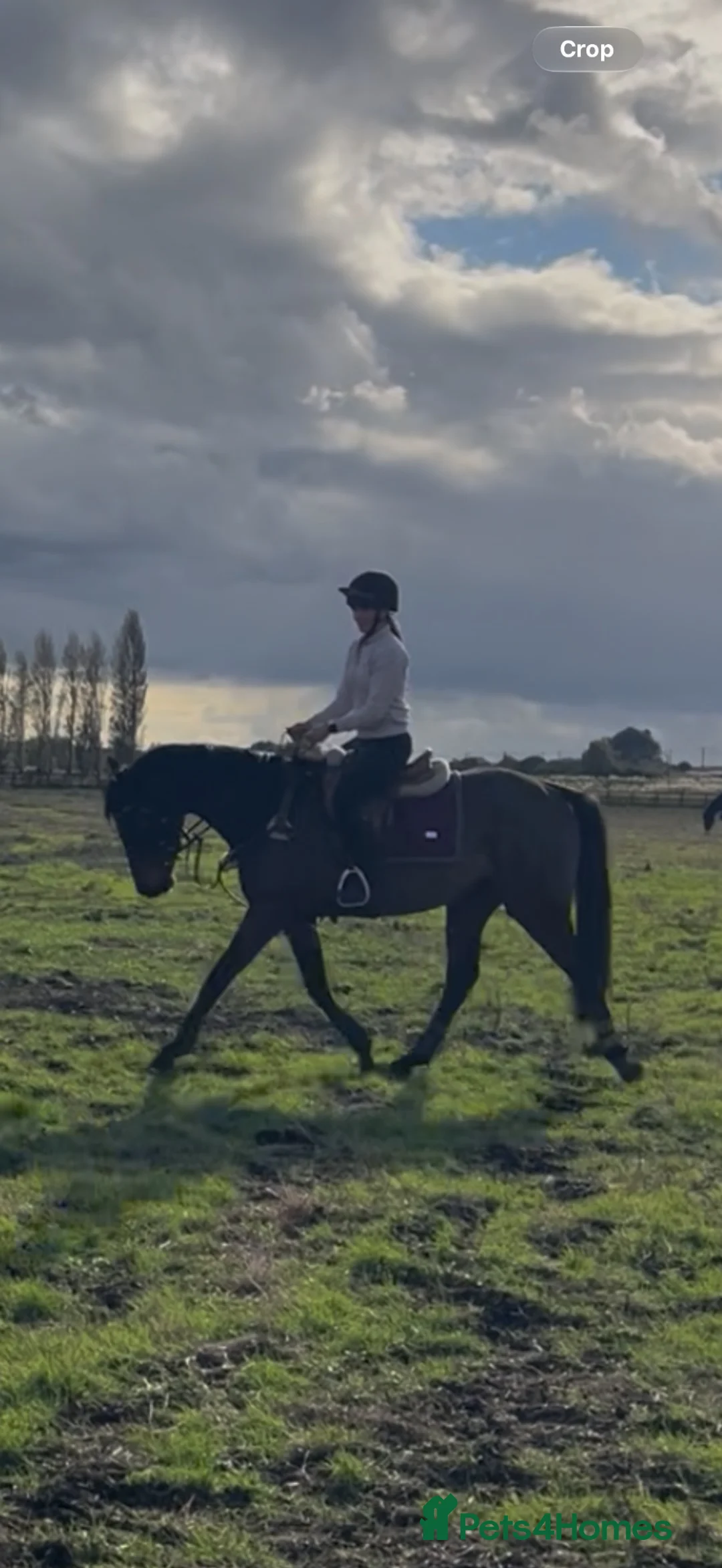 Irish Thoroughbred horses for sale: Perfect allrounder  - Advert 2