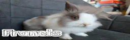 Lionhead rabbits for sale: Fluffy BE Lionhead Rabbits for Sale  - Advert 16