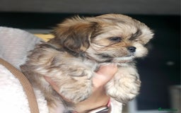 Shih Tzu dogs for sale: Shih Tzu Boys ready now - Image 2