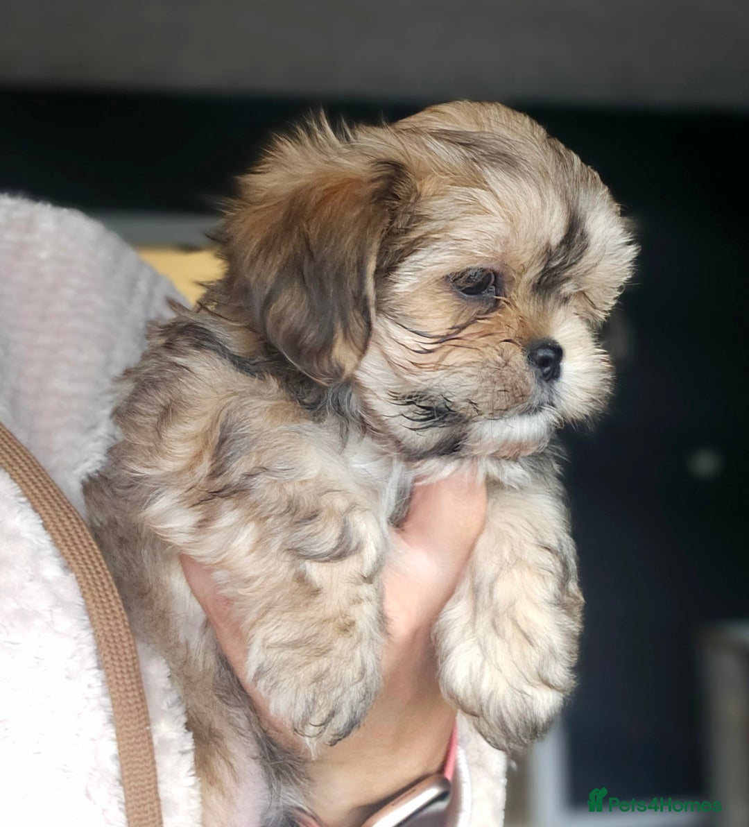 Shih Tzu dogs for sale: Shih Tzu Boys ready now - Image 2