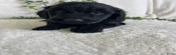 Goldendoodle dogs for sale: STUNNING DNA TESTED GOLDENDOODLE - Advert 4