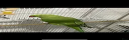 Ringnecks birds for sale: Ringneck  - Advert 5