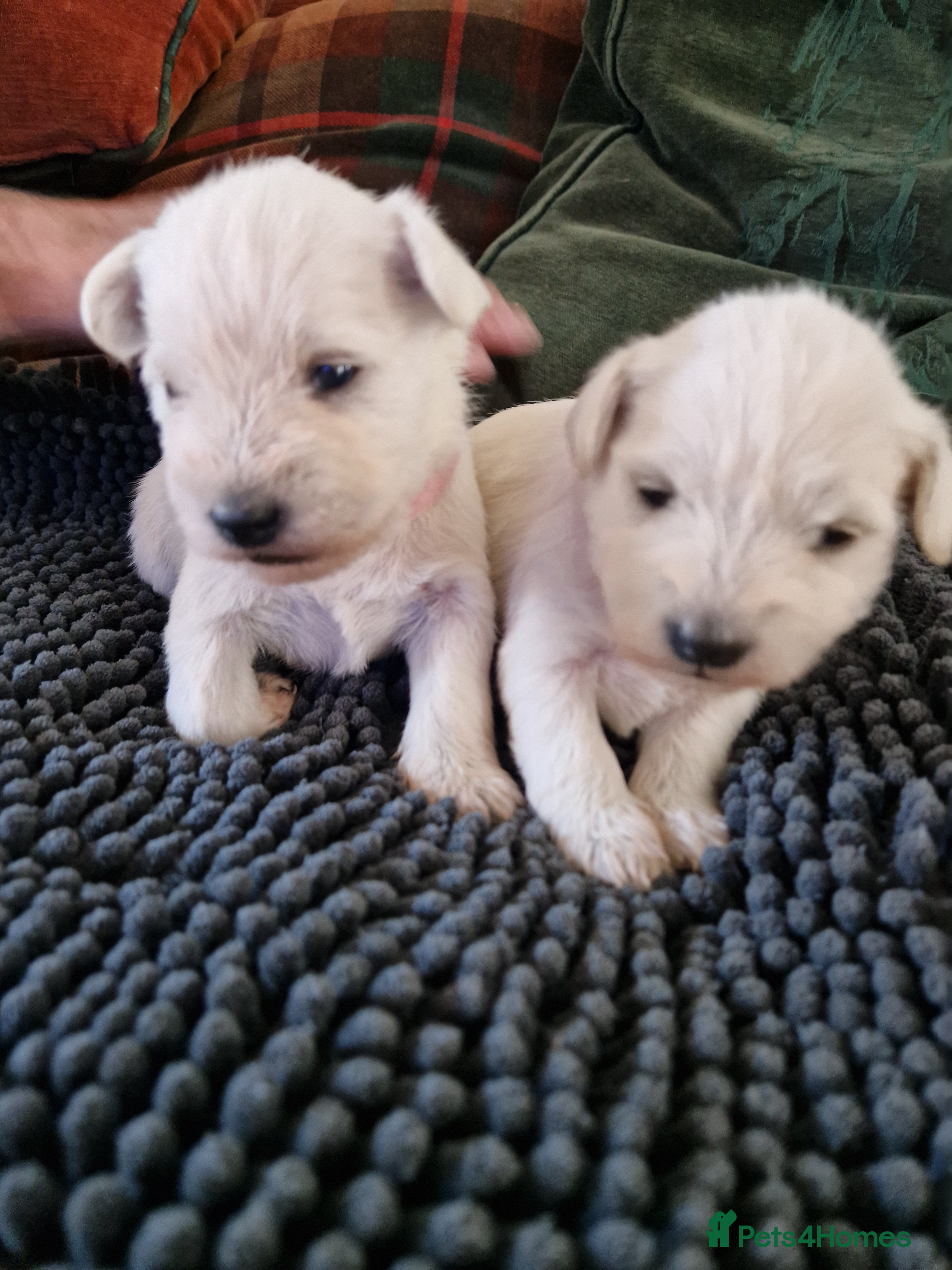 Miniature Schnauzer dogs Superb KC white minature schnauzer puppies  - Advert 13