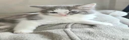 Ragdoll cats for sale: Beautigul anf Fluffy Ragdoll Cross kittens - Advert 13