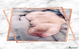 English Bulldog dogs for sale: English bulldogs - Image 5
