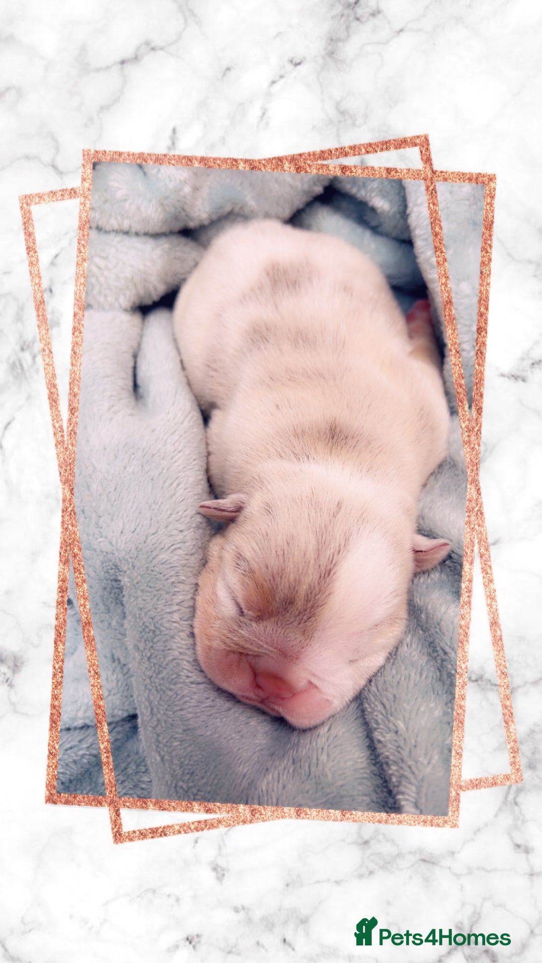 English Bulldog dogs for sale: English bulldogs - Image 5