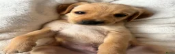 Labrador Retriever dogs for sale: Stunning yellow (light - fox red) labrador puppies - Advert 3