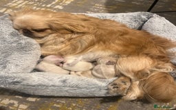 Pekingese dogs for sale: Lovely Pekingese puppies! 🐶❤️ - Image 1