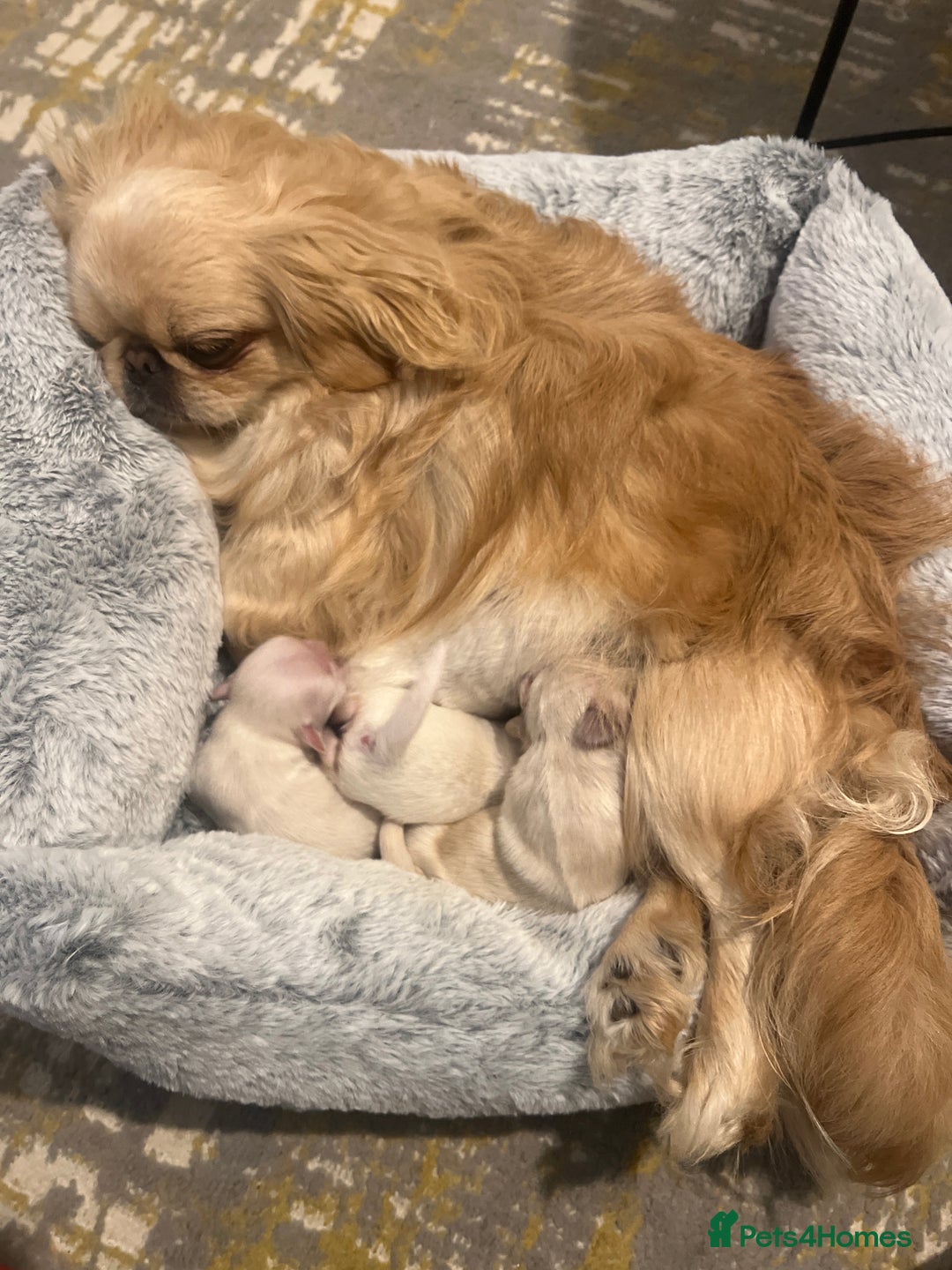 Pekingese dogs for sale: Lovely Pekingese puppies! 🐶❤️ - Image 1