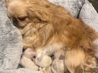 Pekingese dogs - Advert 1