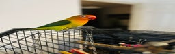 Lovebirds birds for sale: Hand reared love bird MALE  - Advert 9