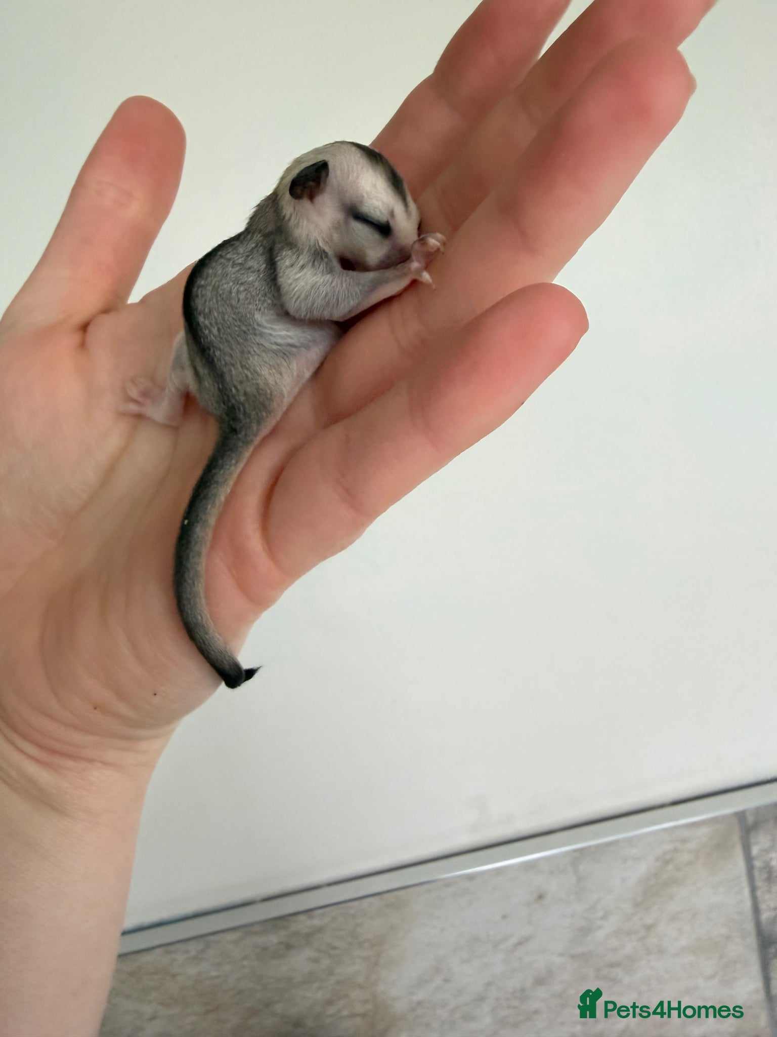 Sugar Glider rodents White face male Sugar glider available  - Advert 11