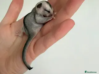 Sugar Glider rodents White face male Sugar glider available - Advert 10