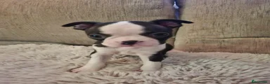Boston Terrier Puppy 2
