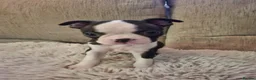 Boston Terrier dogs for sale: Boston Terrier puppies  - Advert 15