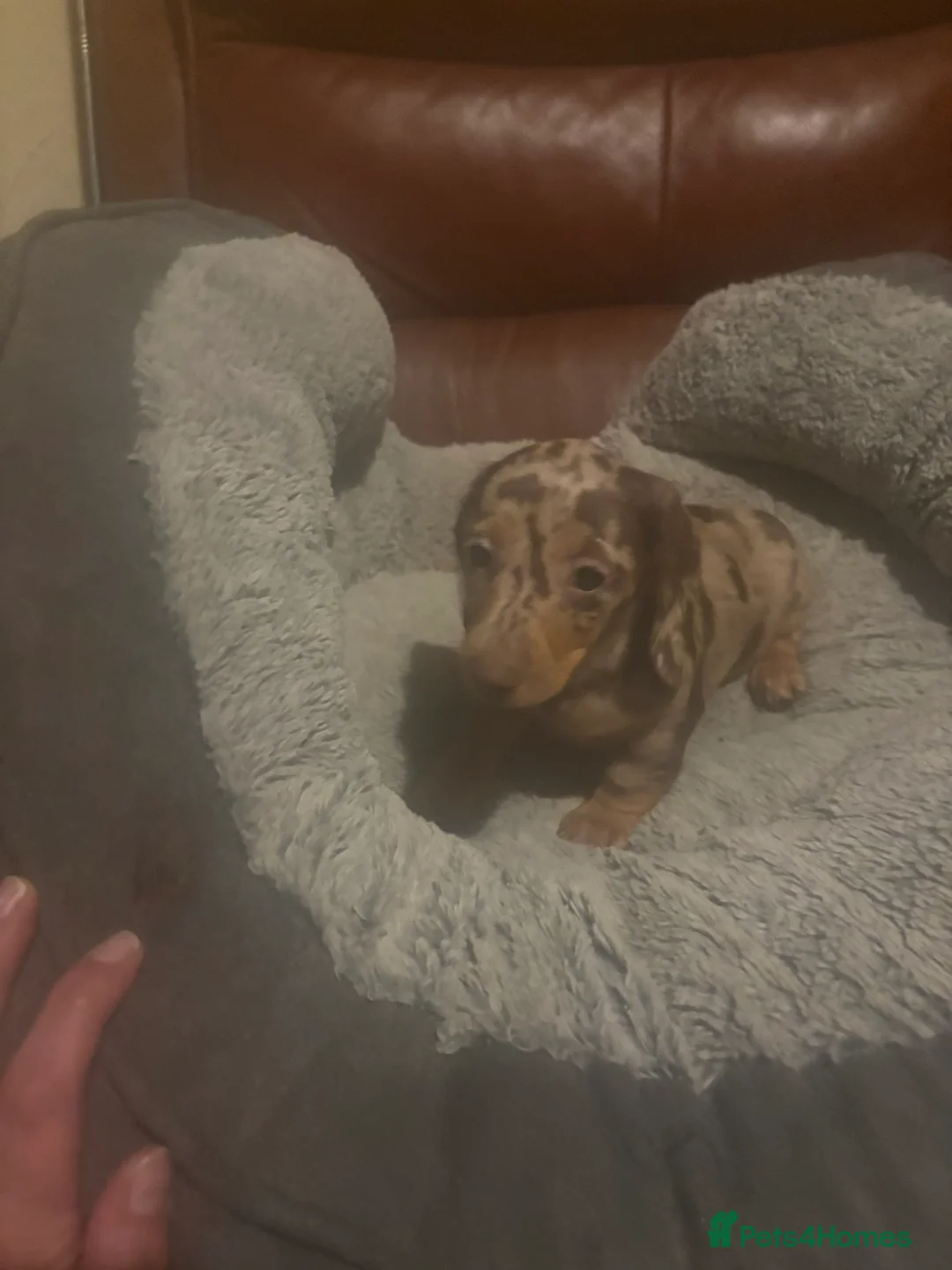 Miniature Dachshund dogs for sale: Miniature dachshund puppies - Advert 2