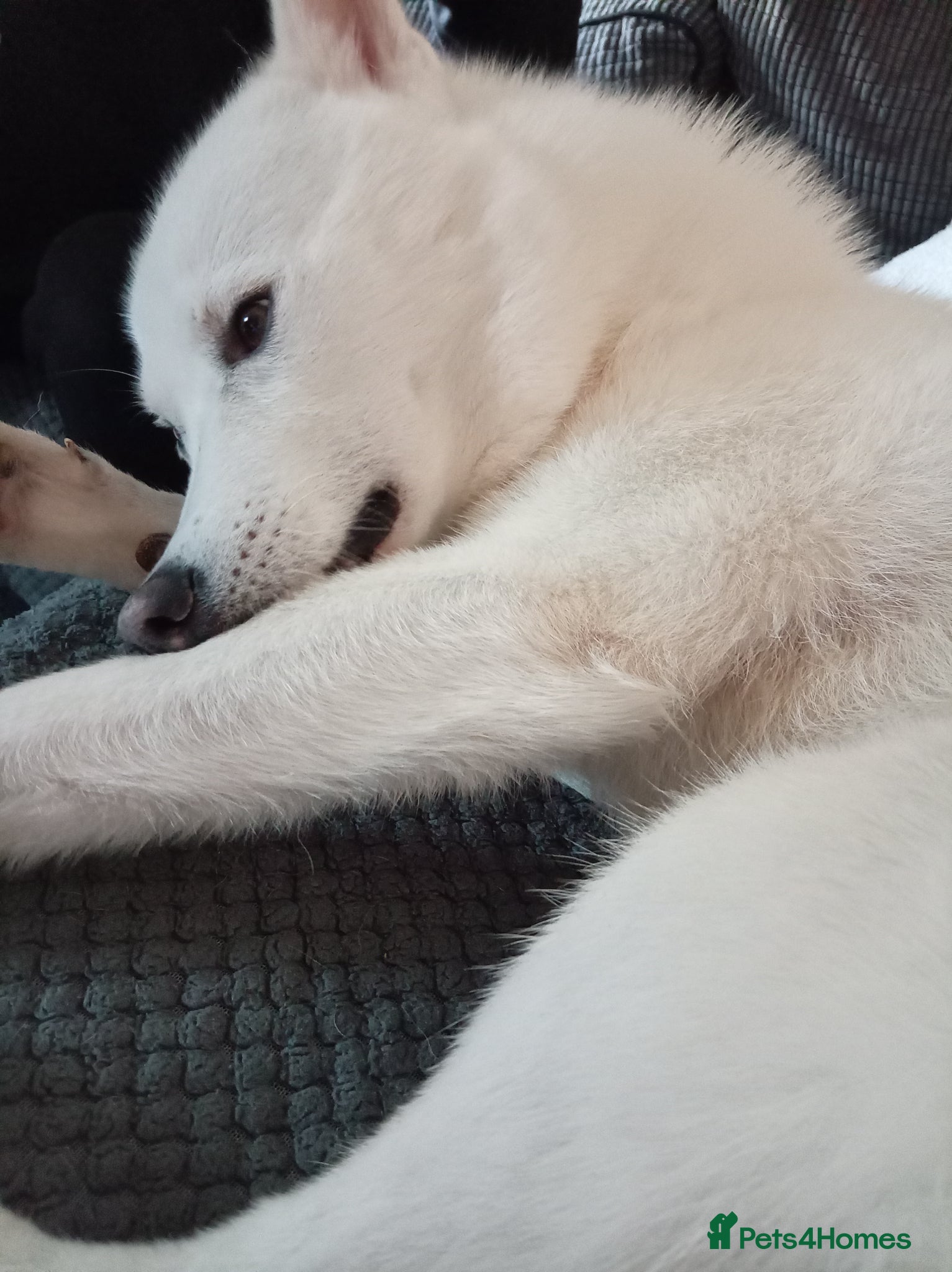 Siberian Husky dogs Siberian husky - Advert 3