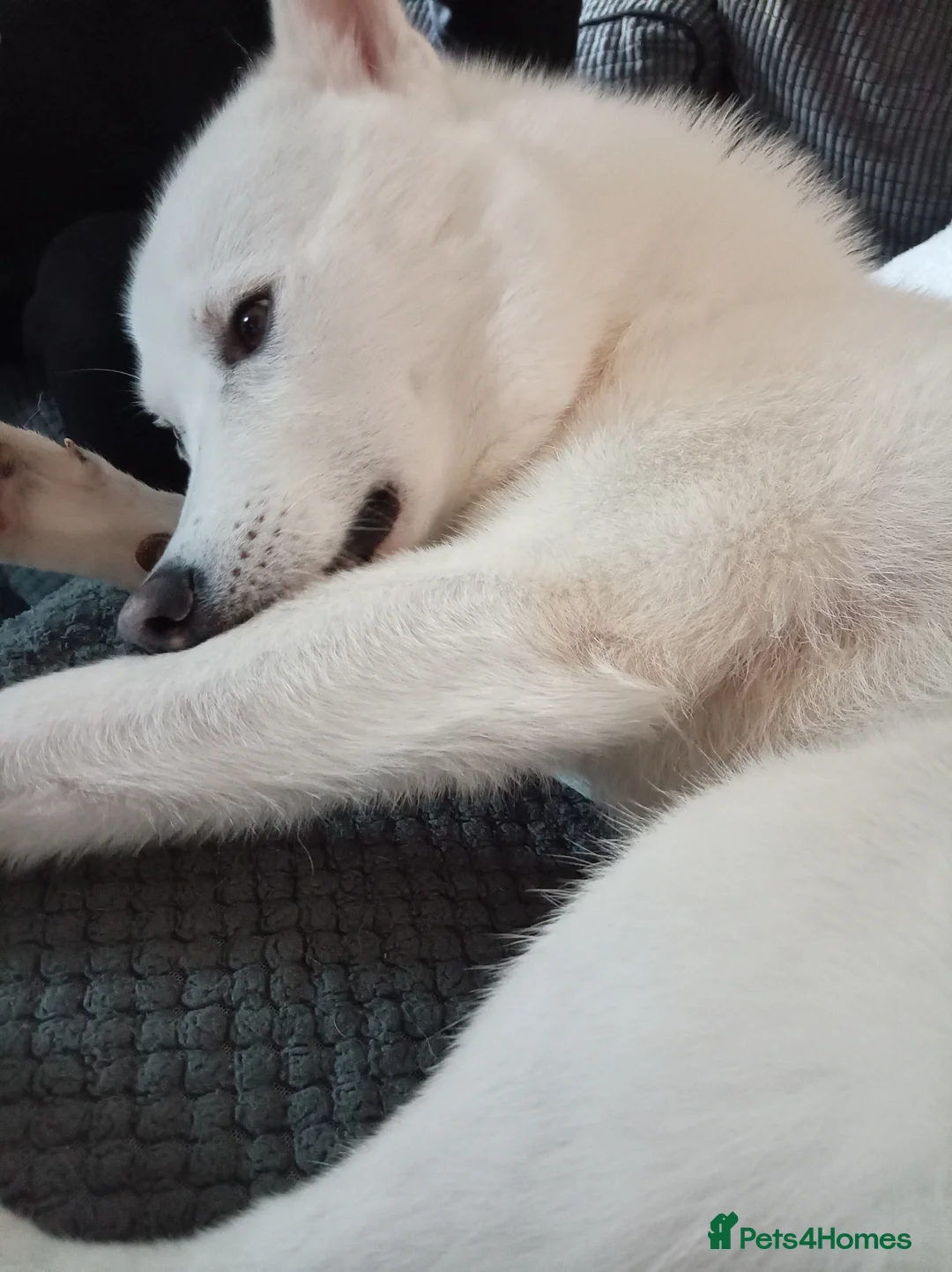 Siberian Husky dogs for sale: Siberian husky - Advert 1