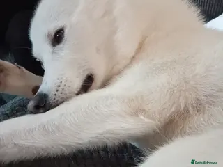 Siberian Husky dogs Siberian husky - Advert 3