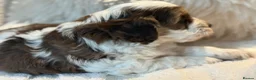 Cockapoo dogs for sale: Stunningly Marked F1 Cockapoo Girl  - Advert 5
