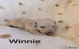 Standard Poodle dogs for sale: Standard poodles - Image 24