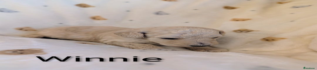 Standard Poodle Puppy 4