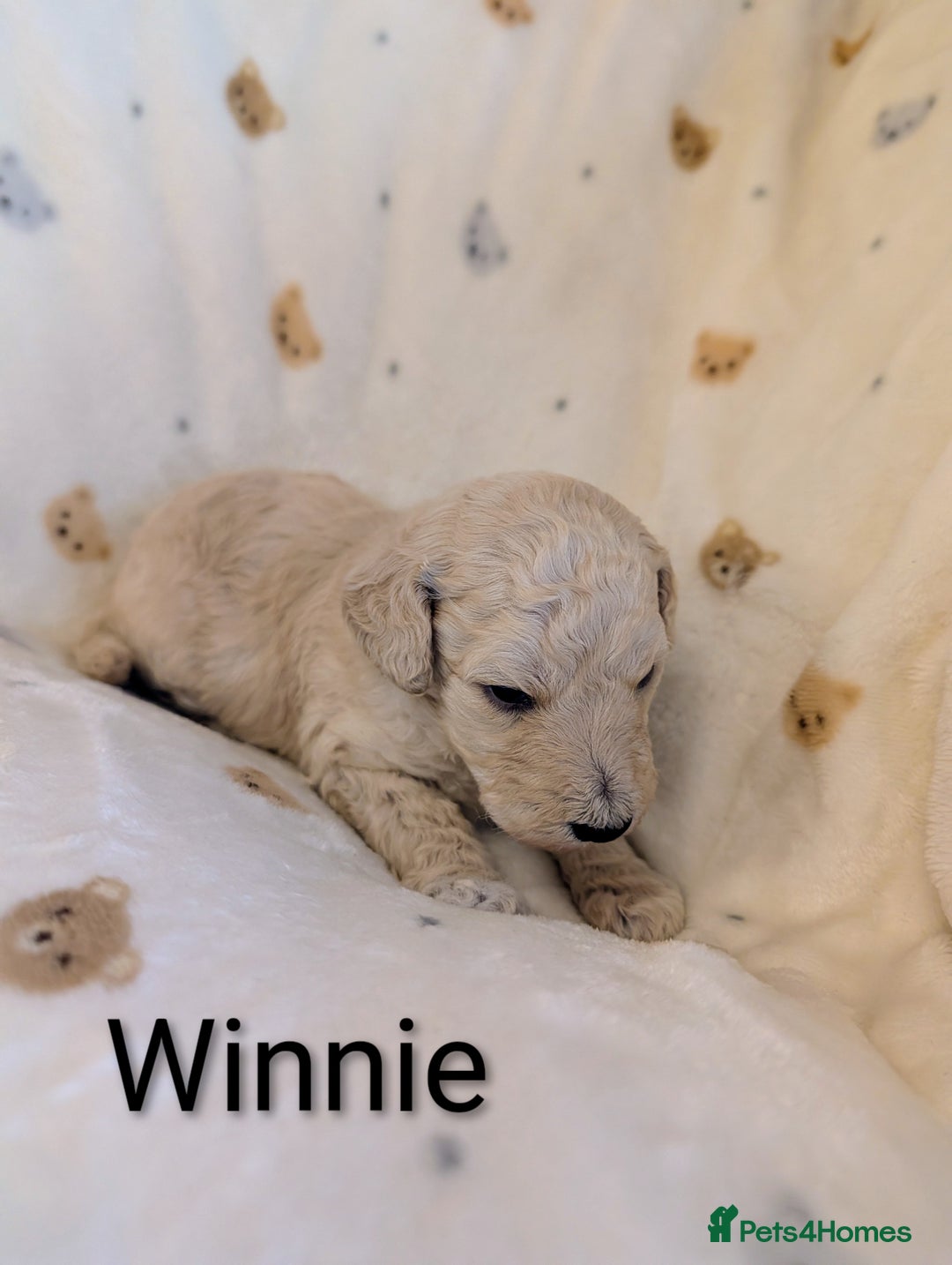 Standard Poodle dogs for sale: Standard poodles - Image 24