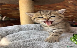 British Shorthair cats for sale: 💎Rare BSH Kittens💎Pedigree Champion Blood Line💎 - Image 29