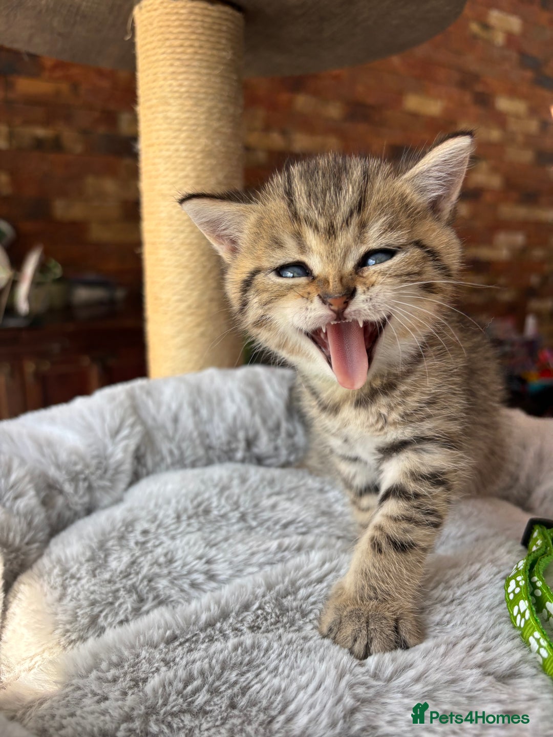 British Shorthair cats for sale: 💎Rare BSH Kittens💎Pedigree Champion Blood Line💎 - Image 29