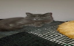 Mixed Breed cats for sale: 1 boy 1 girl kitten - Image 2