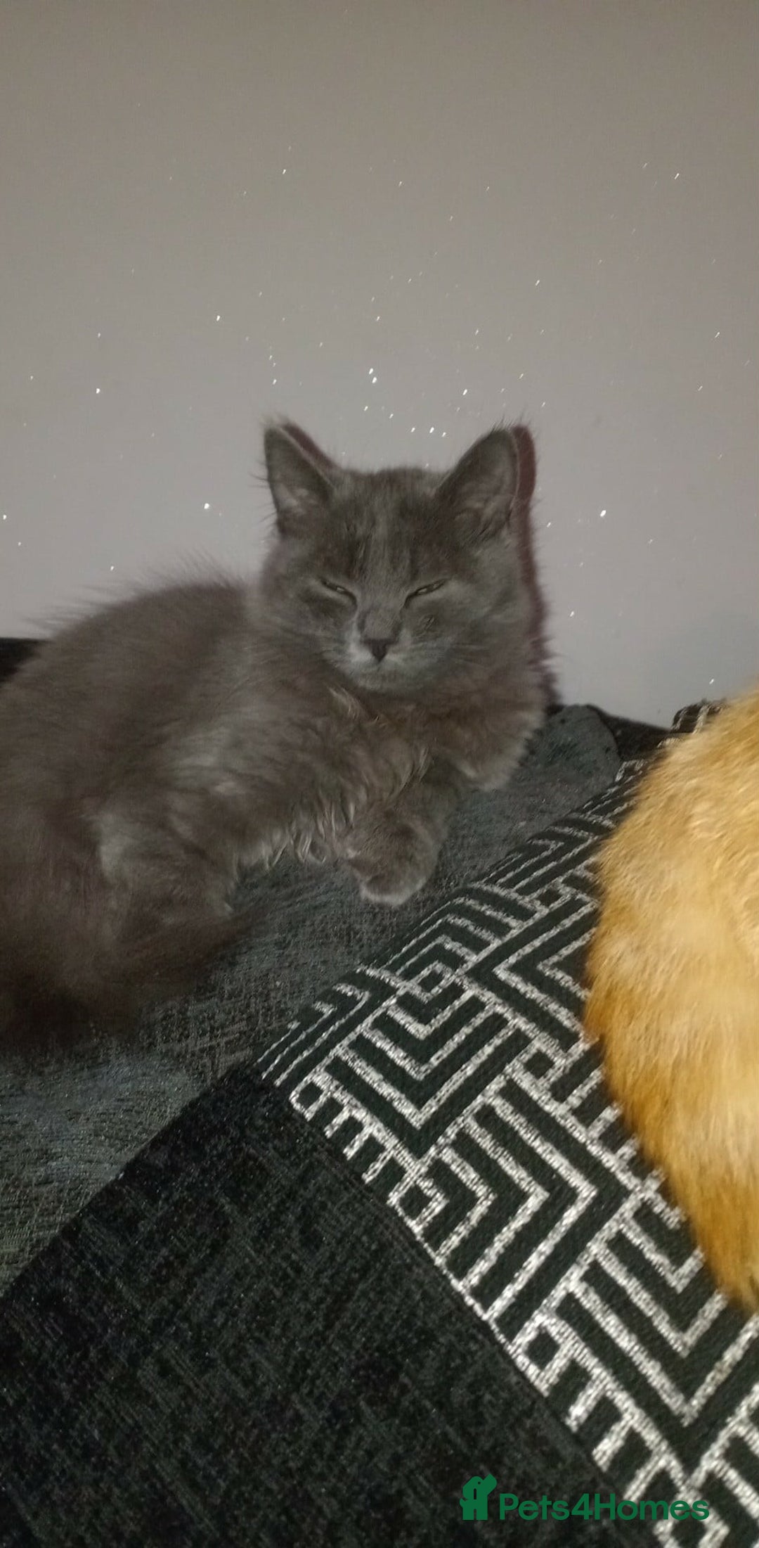 Mixed Breed cats for sale: 1 boy 1 girl kitten - Image 2