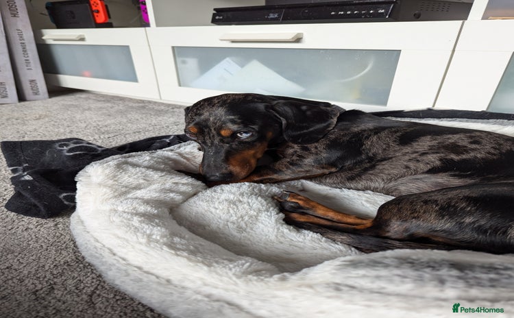 Miniature Dachshund dogs 3 years old mini dachshund  - Advert 1