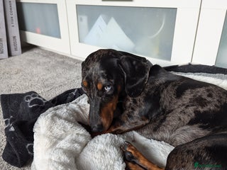 Miniature Dachshund dogs for sale: 3 years old mini dachshund - Advert 1