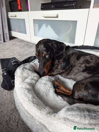 Miniature Dachshund dogs 3 years old mini dachshund - Advert 1