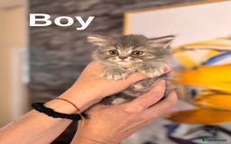 British Longhair cats for sale: British Long Hair Kittens - Image 16