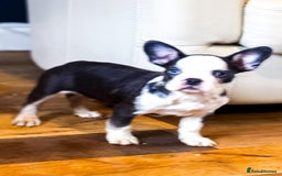 French Bulldog dogs for sale: Top Notch French Bulldog puppies  - Image 6