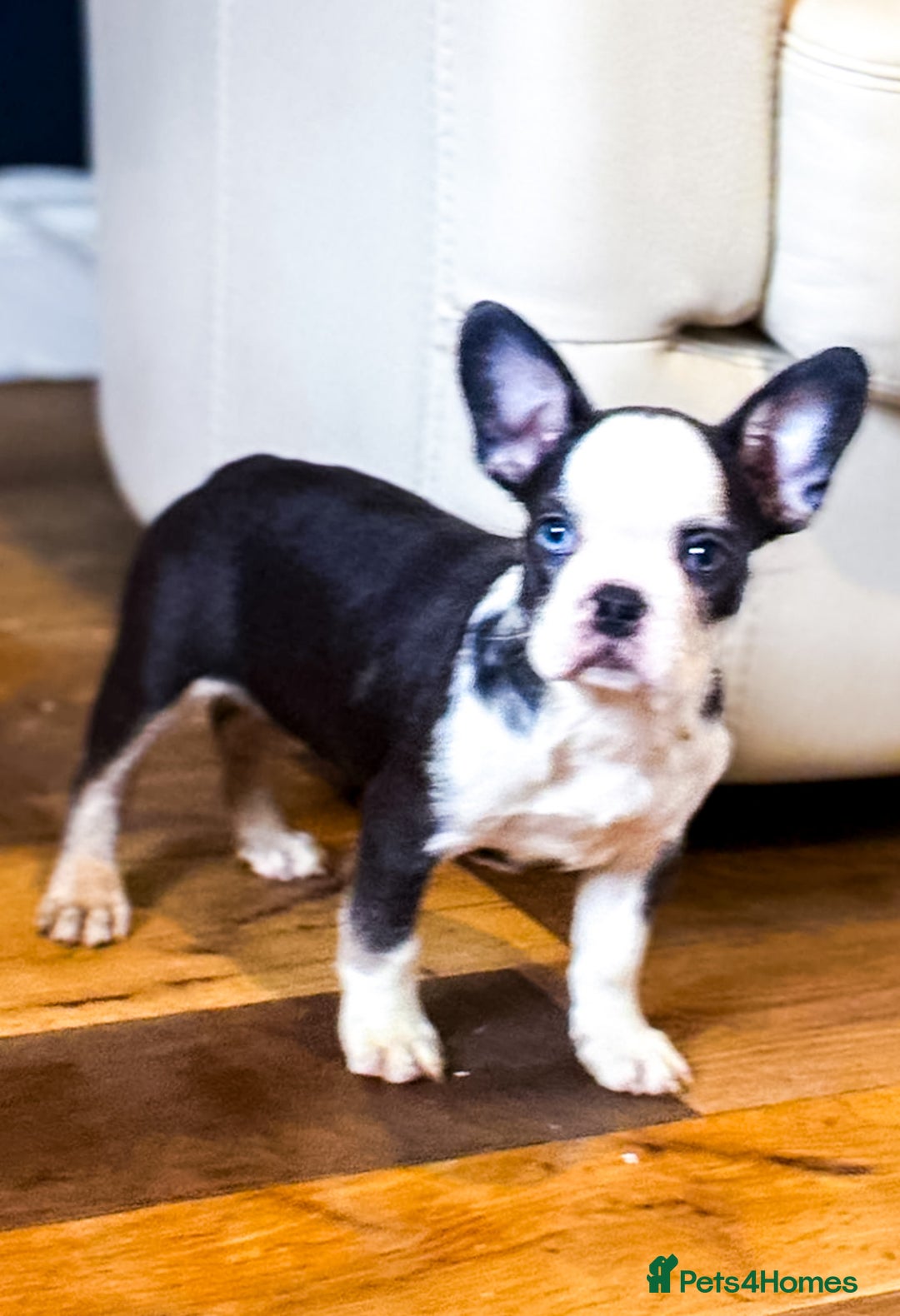 French Bulldog dogs for sale: Top Notch French Bulldog puppies  - Image 6